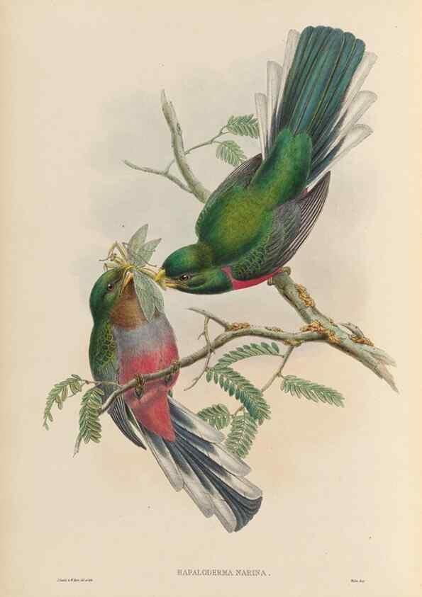 Reproducción/Reproduction 48706019813: A monograph of the Trogonidae or family of trogons.. London,1858-1875.. 
