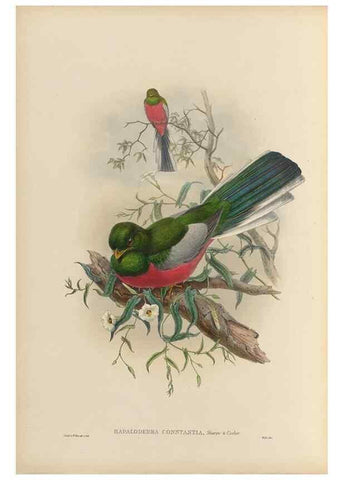 Reproducción/Reproduction 48706352836: A monograph of the Trogonidae or family of trogons.. London,1858-1875.. 