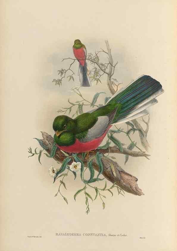 Reproducción/Reproduction 48706352836: A monograph of the Trogonidae or family of trogons.. London,1858-1875.. 