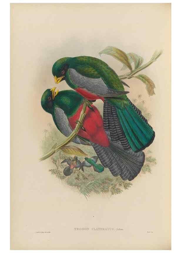 Reproducción/Reproduction 48706516667: A monograph of the Trogonidae or family of trogons.. London,1858-1875.. 