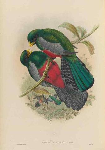 Reproducción/Reproduction 48706516667: A monograph of the Trogonidae or family of trogons.. London,1858-1875.. 