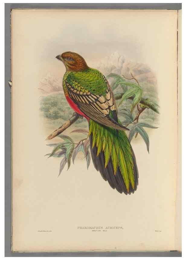 Reproducción/Reproduction 48706547692: A monograph of the Trogonidae or family of trogons.. London,1858-1875.. 