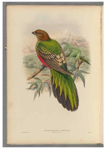 Reproducción/Reproduction 48706547692: A monograph of the Trogonidae or family of trogons.. London,1858-1875.. 