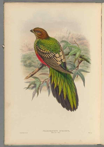 Reproducción/Reproduction 48706547692: A monograph of the Trogonidae or family of trogons.. London,1858-1875.. 