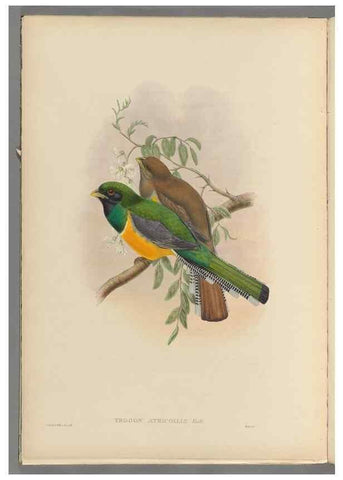 Reproducción/Reproduction 48706548697: A monograph of the Trogonidae or family of trogons.. London,1858-1875.. 