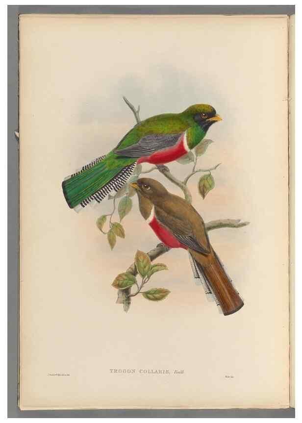 Reproducción/Reproduction 48706382441: A monograph of the Trogonidae or family of trogons.. London,1858-1875.. 