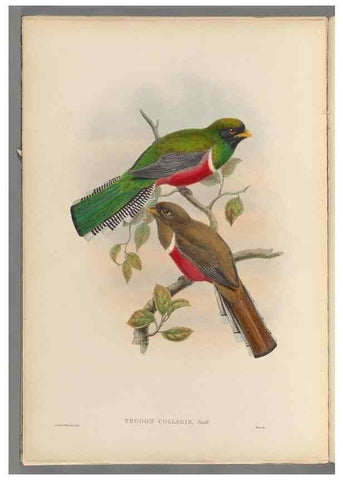 Reproducción/Reproduction 48706382441: A monograph of the Trogonidae or family of trogons.. London,1858-1875.. 