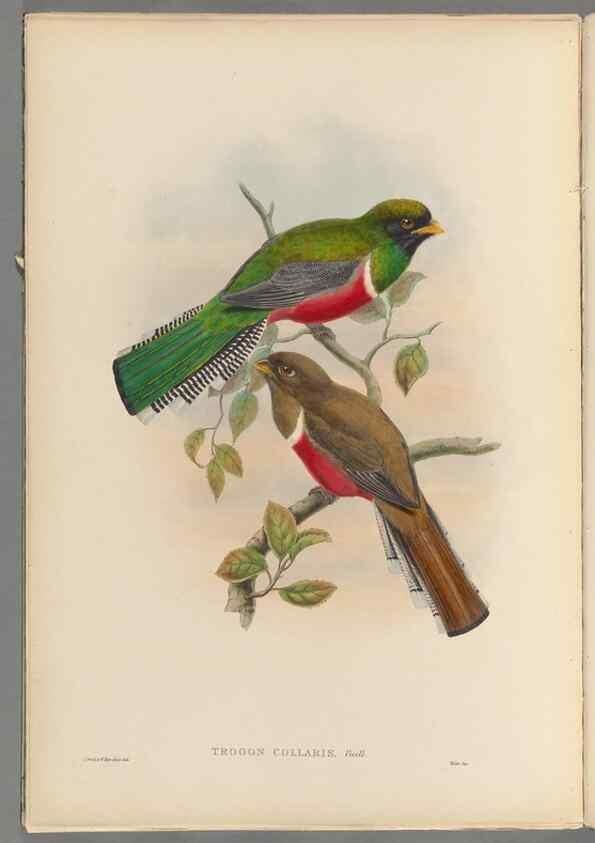 Reproducción/Reproduction 48706382441: A monograph of the Trogonidae or family of trogons.. London,1858-1875.. 