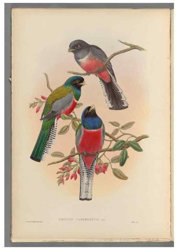 Reproducción/Reproduction 48706382791: A monograph of the Trogonidae or family of trogons.. London,1858-1875.. 