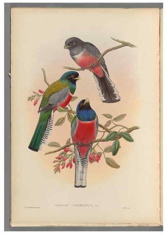 Reproducción/Reproduction 48706382791: A monograph of the Trogonidae or family of trogons.. London,1858-1875.. 