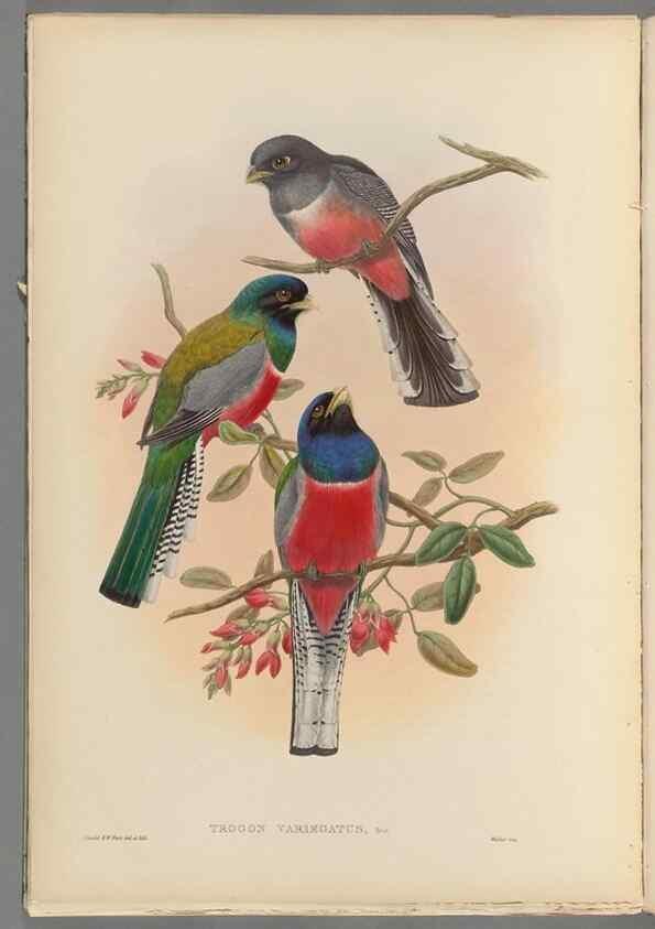 Reproducción/Reproduction 48706382791: A monograph of the Trogonidae or family of trogons.. London,1858-1875.. 