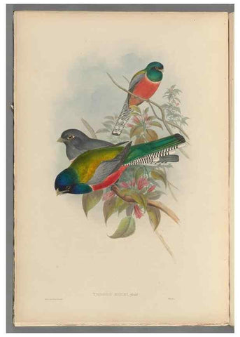 Reproducción/Reproduction 48706049118: A monograph of the Trogonidae or family of trogons.. London,1858-1875.. 