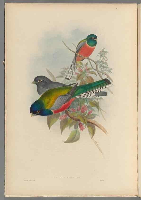 Reproducción/Reproduction 48706049118: A monograph of the Trogonidae or family of trogons.. London,1858-1875.. 