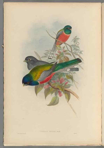 Reproducción/Reproduction 48706049118: A monograph of the Trogonidae or family of trogons.. London,1858-1875.. 