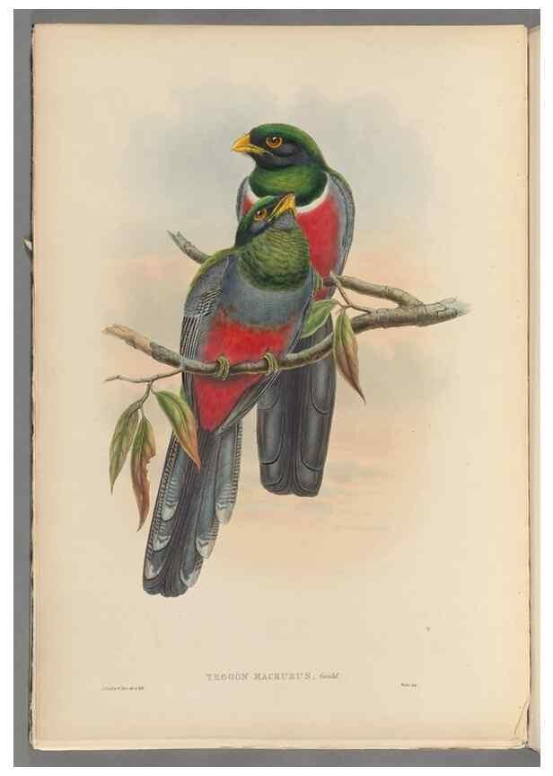 Reproducción/Reproduction 48706550422: A monograph of the Trogonidae or family of trogons.. London,1858-1875.. 