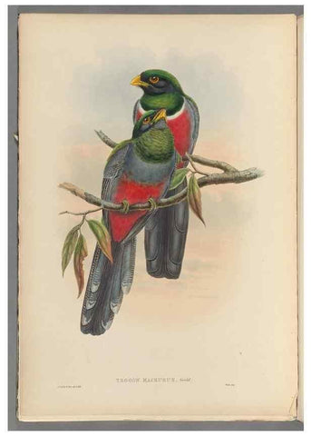 Reproducción/Reproduction 48706550422: A monograph of the Trogonidae or family of trogons.. London,1858-1875.. 