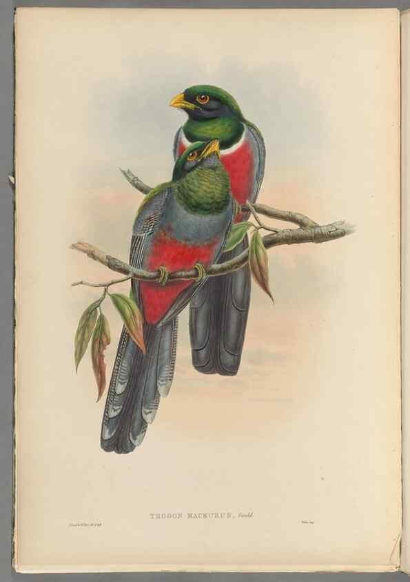 Reproducción/Reproduction 48706550422: A monograph of the Trogonidae or family of trogons.. London,1858-1875.. 