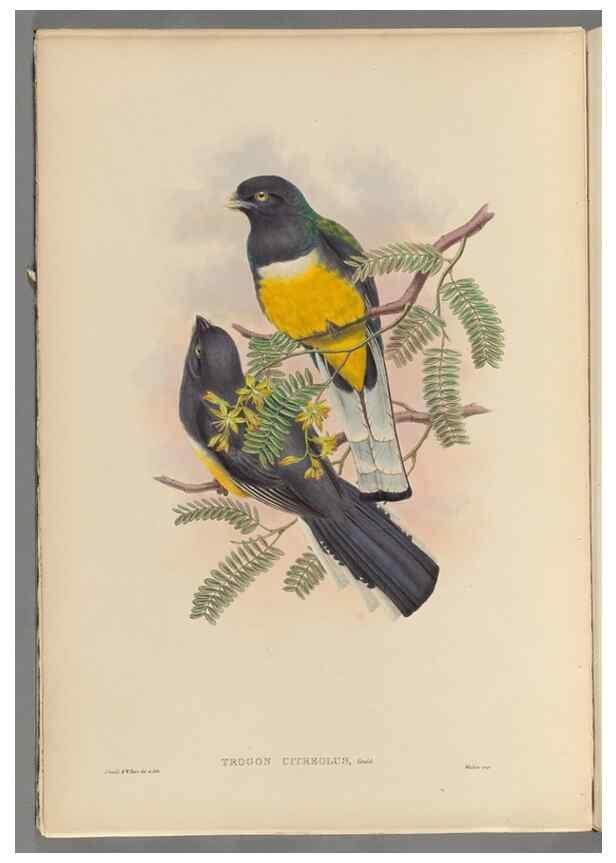 Reproducción/Reproduction 48706550957: A monograph of the Trogonidae or family of trogons.. London,1858-1875.. 