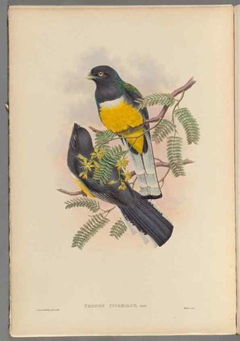Reproducción/Reproduction 48706550957: A monograph of the Trogonidae or family of trogons.. London,1858-1875.. 