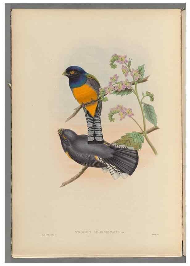 Reproducción/Reproduction 48706385061: A monograph of the Trogonidae or family of trogons.. London,1858-1875.. 
