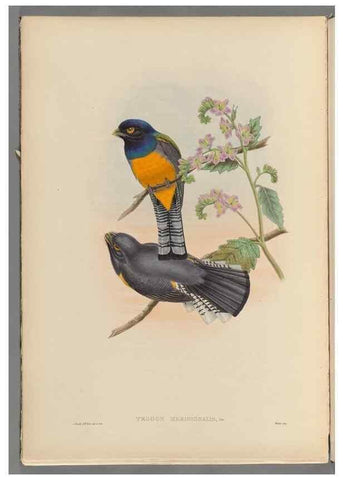 Reproducción/Reproduction 48706385061: A monograph of the Trogonidae or family of trogons.. London,1858-1875.. 