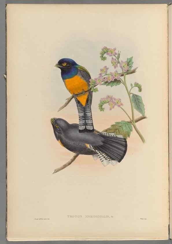 Reproducción/Reproduction 48706385061: A monograph of the Trogonidae or family of trogons.. London,1858-1875.. 