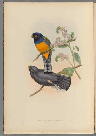 Reproducción/Reproduction 48706385061: A monograph of the Trogonidae or family of trogons.. London,1858-1875.. 