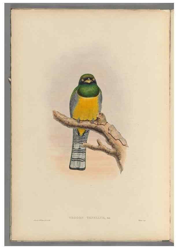 Reproducción/Reproduction 48706548307: A monograph of the Trogonidae or family of trogons.. London,1858-1875.. 