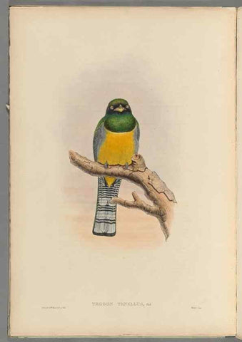 Reproducción/Reproduction 48706548307: A monograph of the Trogonidae or family of trogons.. London,1858-1875.. 