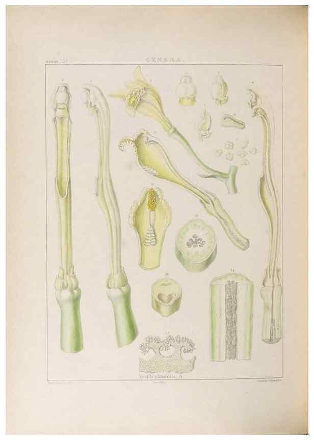 Reproducción/Reproduction 48706372897: Illustrations of Orchidaceous Plants [from sketches prepared between 1792 and 1832] /. London :James Ridgeway and Sons,1830 - 38.. 
