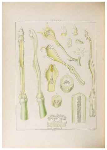 Reproducción/Reproduction 48706372897: Illustrations of Orchidaceous Plants [from sketches prepared between 1792 and 1832] /. London :James Ridgeway and Sons,1830 - 38.. 