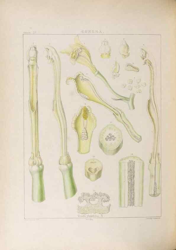 Reproducción/Reproduction 48706372897: Illustrations of Orchidaceous Plants [from sketches prepared between 1792 and 1832] /. London :James Ridgeway and Sons,1830 - 38.. 