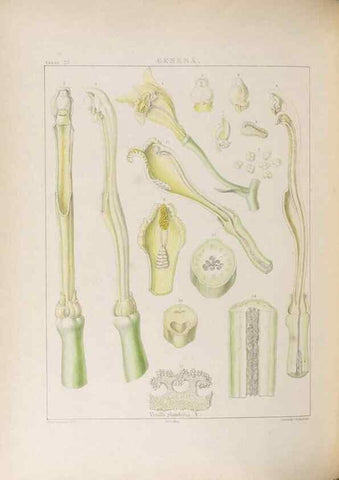 Reproducción/Reproduction 48706372897: Illustrations of Orchidaceous Plants [from sketches prepared between 1792 and 1832] /. London :James Ridgeway and Sons,1830 - 38.. 