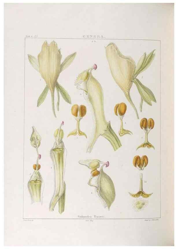 Reproducción/Reproduction 48705872353: Illustrations of Orchidaceous Plants [from sketches prepared between 1792 and 1832] /. London :James Ridgeway and Sons,1830 - 38.. 