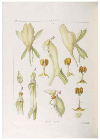 Reproducción/Reproduction 48705872353: Illustrations of Orchidaceous Plants [from sketches prepared between 1792 and 1832] /. London :James Ridgeway and Sons,1830 - 38.. 