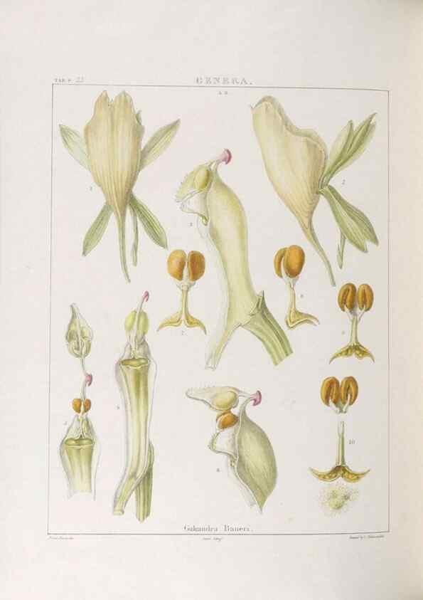 Reproducción/Reproduction 48705872353: Illustrations of Orchidaceous Plants [from sketches prepared between 1792 and 1832] /. London :James Ridgeway and Sons,1830 - 38.. 