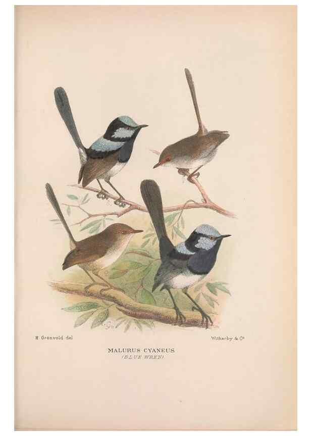 Reproducción/Reproduction 48684527323: The Birds of Australia. London :Witherby & Co.,1910-1927.. 