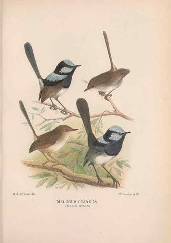 Reproducción/Reproduction 48684527323: The Birds of Australia. London :Witherby & Co.,1910-1927.. 