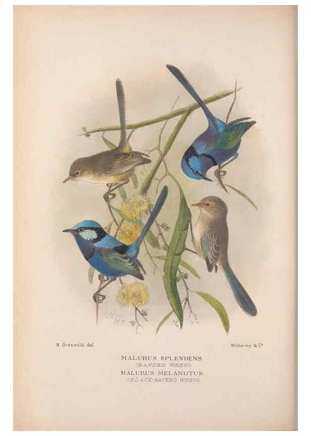 Reproducción/Reproduction 48685040832: The Birds of Australia. London :Witherby & Co.,1910-1927.. 