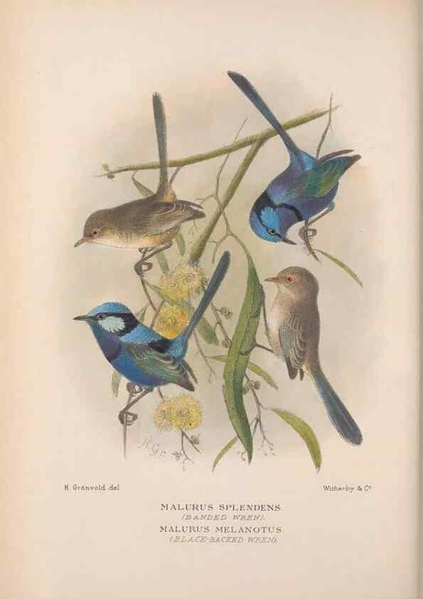 Reproducción/Reproduction 48685040832: The Birds of Australia. London :Witherby & Co.,1910-1927.. 