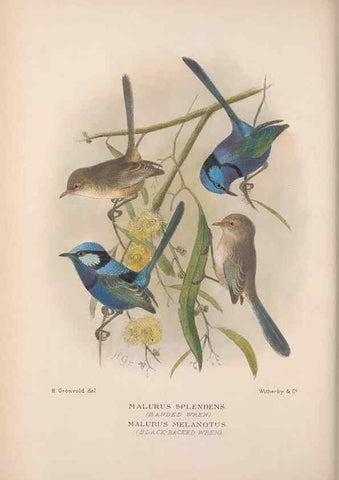 Reproducción/Reproduction 48685040832: The Birds of Australia. London :Witherby & Co.,1910-1927.. 