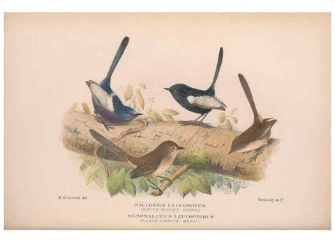Reproducción/Reproduction 48684867831: The Birds of Australia. London :Witherby & Co.,1910-1927.. 