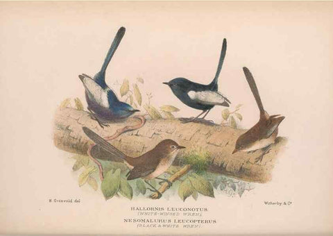 Reproducción/Reproduction 48684867831: The Birds of Australia. London :Witherby & Co.,1910-1927.. 