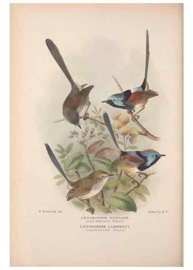 Reproducción/Reproduction 48685041457: The Birds of Australia. London :Witherby & Co.,1910-1927.. 