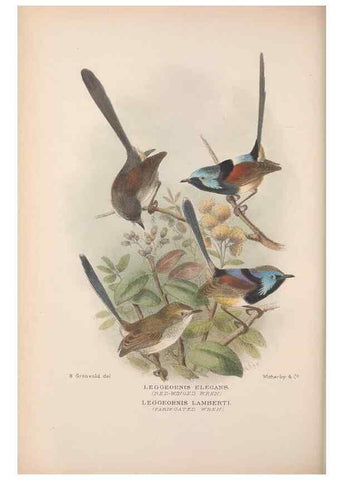 Reproducción/Reproduction 48685041457: The Birds of Australia. London :Witherby & Co.,1910-1927.. 