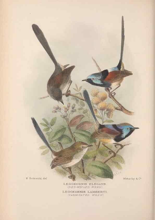 Reproducción/Reproduction 48685041457: The Birds of Australia. London :Witherby & Co.,1910-1927.. 