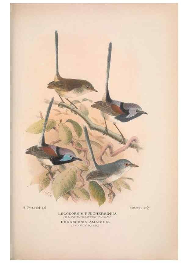 Reproducción/Reproduction 48684868441: The Birds of Australia. London :Witherby & Co.,1910-1927.. 