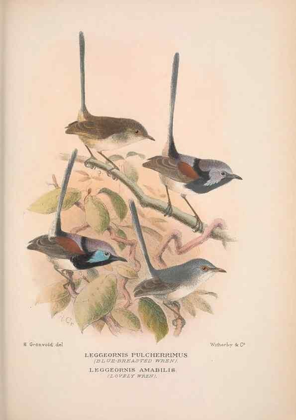 Reproducción/Reproduction 48684868441: The Birds of Australia. London :Witherby & Co.,1910-1927.. 