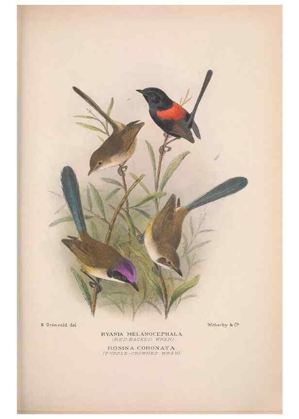 Reproducción/Reproduction 48684868771: The Birds of Australia. London :Witherby & Co.,1910-1927.. 
