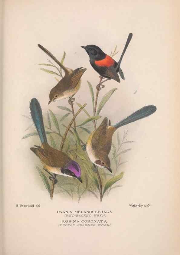 Reproducción/Reproduction 48684868771: The Birds of Australia. London :Witherby & Co.,1910-1927.. 